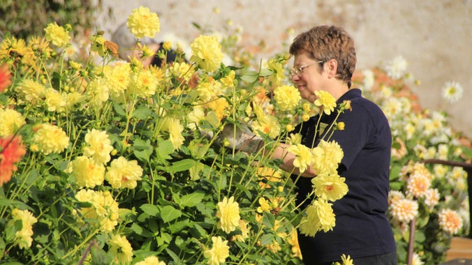 Garden volunteer in the walled garden at Blickling Estate, Norfolk